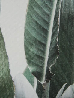 Leinwand-Druck-gerahmt, Grün -Einrichtungsgegenstände Geschäft Botanik Druckgerahmt Gruen 50x70 lup