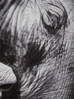 Leinwand-Druck-gerahmt, Schwarz -Einrichtungsgegenstände Geschäft ElephantBaby Druckgerahmt Grau Schwarz 60x60 lup