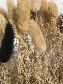 Trockenblume, Natural -Einrichtungsgegenstände Geschäft Flowerbouquet Trockenblume Dunkelbeige Natural 40 lup