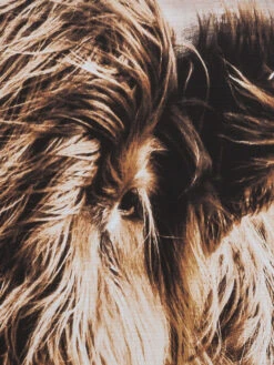 Leinwandbild, Braun -Einrichtungsgegenstände Geschäft Highlandrind Leinwandbild Braun 83x103 lup1