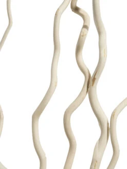 Trockenblume, Weiss -Einrichtungsgegenstände Geschäft Kuwastaebe Trockenblume Weiss 80cm lup