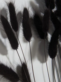 Trockenblume, Schwarz -Einrichtungsgegenstände Geschäft Lagurus Trockenblume Schwarz 75cm lup