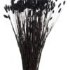 Trockenblume, Schwarz -Einrichtungsgegenstände Geschäft Lagurus Trockenblume Schwarz 75cm pla1