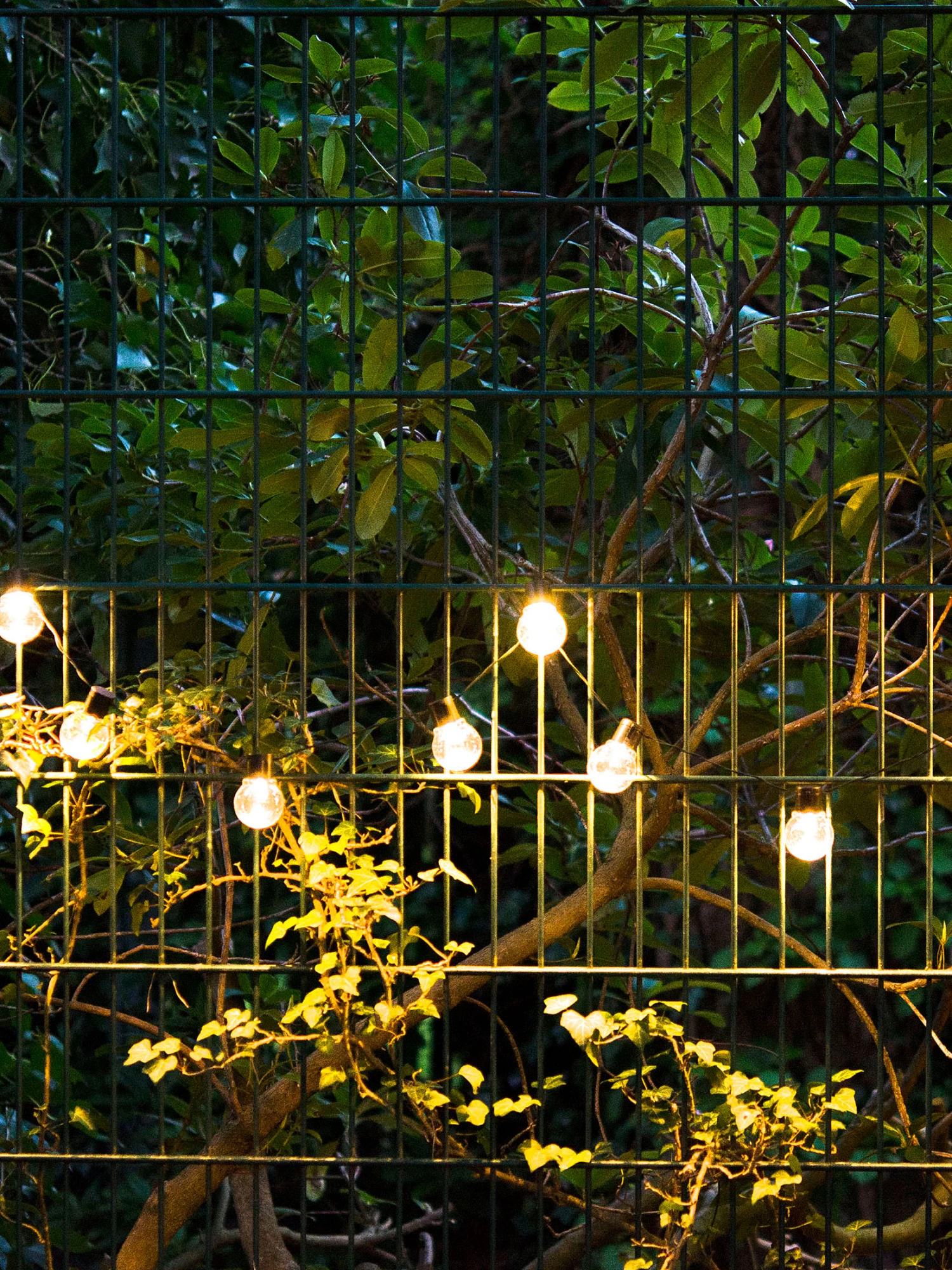 Lichterkette, Transparent Lichterkette, Transparent -Einrichtungsgegenstände Geschäft LightBulb Lichterkette Transparent 200 per3