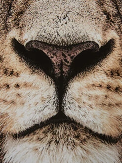 Leinwand-Druck-gerahmt, Braun -Einrichtungsgegenstände Geschäft Loewenkoenig Druckgerahmt Braun 50x70 lup