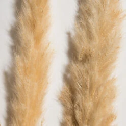 Trockenblume, Creme 4 Trockenblume, Creme -Einrichtungsgegenstände Geschäft Pampasgrasbuendel6er Trockenblume 213869 Beige Creme 75cm lup