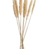 Trockenblume, Creme -Einrichtungsgegenstände Geschäft Pampasgrasbuendel6er Trockenblume 213869 Beige Creme 75cm pla1
