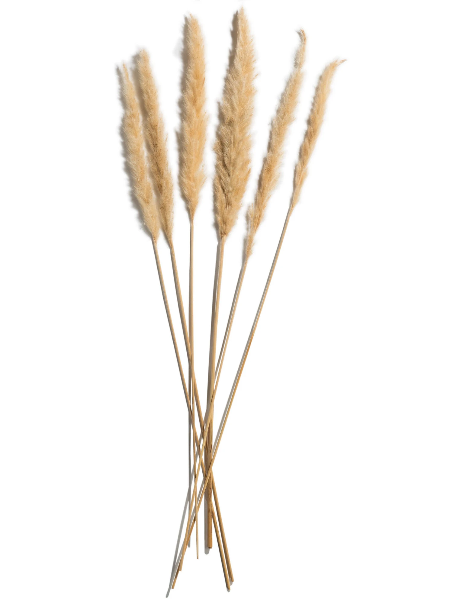 Trockenblume, Creme Trockenblume, Creme -Einrichtungsgegenstände Geschäft Pampasgrasbuendel6er Trockenblume 213869 Beige Creme 75cm pla1