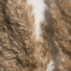 Trockenblume, Natur -Einrichtungsgegenstände Geschäft Pampasgrasbuendel6er Trockenblume 213869 Hellbraun Natur 75cm lup