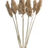 Trockenblume, Natur -Einrichtungsgegenstände Geschäft Pampasgrasbuendel6er Trockenblume 213869 Hellbraun Natur 75cm pla1