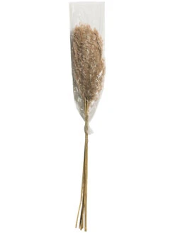 Trockenblume, Natur -Einrichtungsgegenstände Geschäft Pampasgrasbuendel6er Trockenblume 213869 Hellbraun Natur 75cm pla2