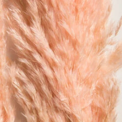 Trockenblume, Pink -Einrichtungsgegenstände Geschäft Pampasgrasbuendel6er Trockenblume 213869 Rosa Pink 65cm lup