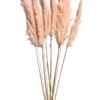 Trockenblume, Pink -Einrichtungsgegenstände Geschäft Pampasgrasbuendel6er Trockenblume 213869 Rosa Pink 65cm pla1