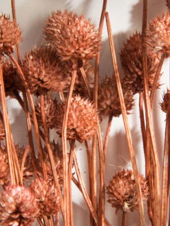 Trockenblume, Autumn Red -Einrichtungsgegenstände Geschäft Phalaris Trockenblume Orange AutumnRed 50cm lup