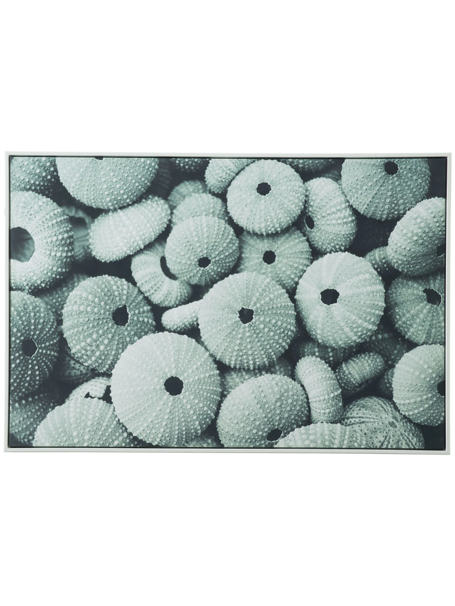 Leinwand-Druck-gerahmt, Hellgrün Leinwand-Druck-gerahmt, Hellgrün -Einrichtungsgegenstände Geschäft Seeigel Druckgerahmt Gruen Hellgruen 50x120 pla