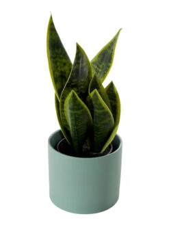 Pflanztopf, Peacock Green